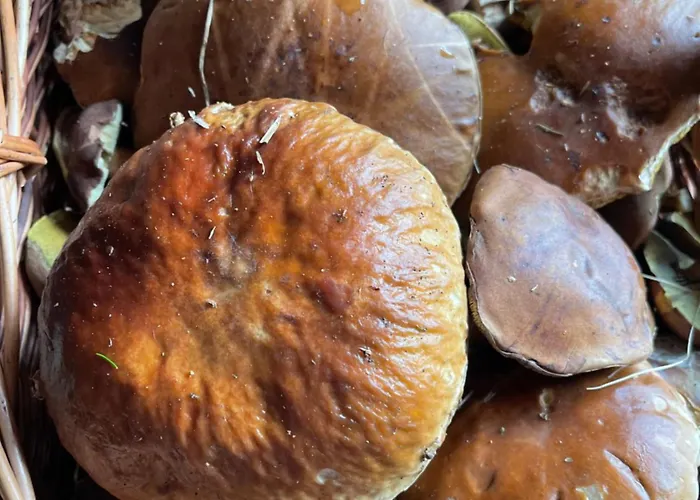 1 Festungsblick Daire *